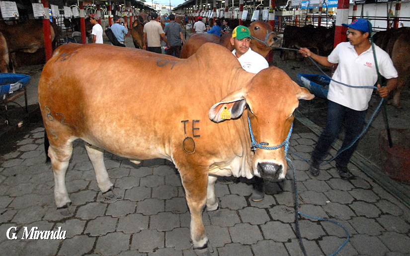 fenagro